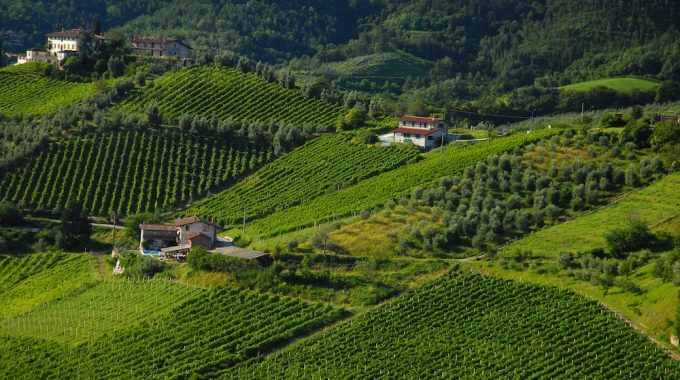 Moscato di Scanzo, il tesoro donato a re e zar