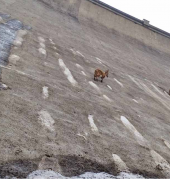 Diga del Barbellino, ecco gli stambecchi acrobati