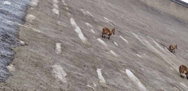 Diga del Barbellino, ecco gli stambecchi acrobati