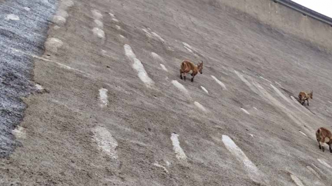 Diga del Barbellino, ecco gli stambecchi acrobati