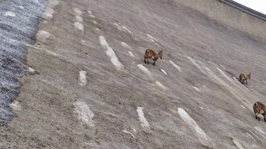 Diga del Barbellino, ecco gli stambecchi acrobati