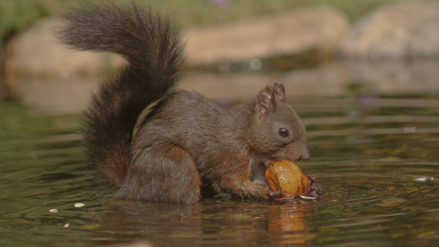 Barbara Begnis, la fotografa che ritrae gli animali