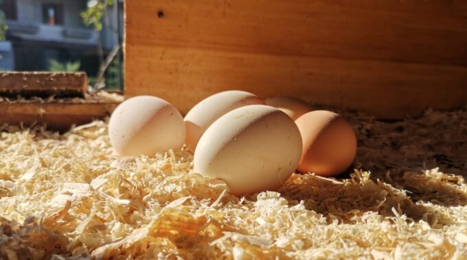 Paciarotte, la gallina felice fa uova squisite