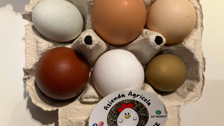 Paciarotte, le galline felici che fanno uova <br/> squisite (ma anche di forme e colori diversi)