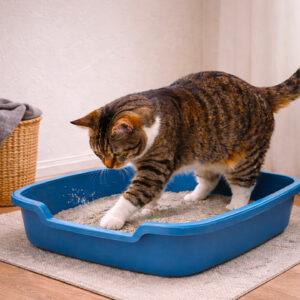 Il gatto fa pipì per casa? Non vuole farvi un dispettoe potrebbe essere un sintomo da non sottovalutare