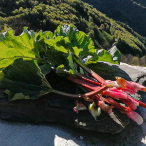Baita Rosella, qui piante e erbe di montagna   vengono trasformate in bontà e benessere