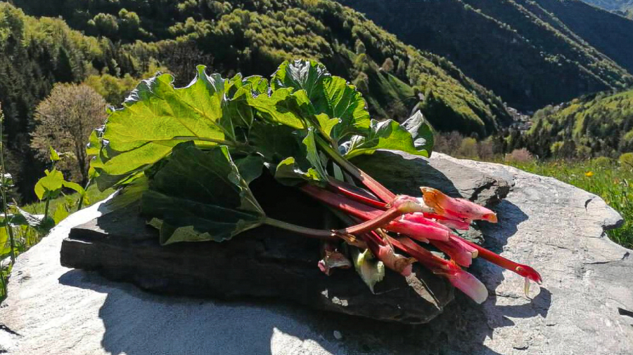 Baita Rosella, tutto il buono di piante e erbe <br/> direttamente dal produttore al consumatore